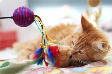 Orange cat playing with toy