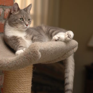 Gray and white cat perching