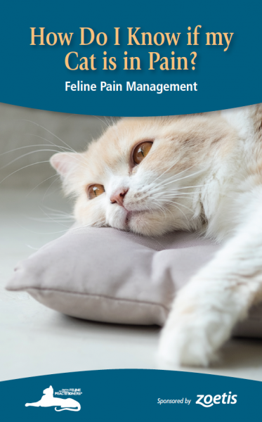 How Do I Know if my Cats is in Pain Brochure Cover