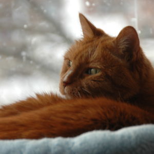 Orange cat in Winter