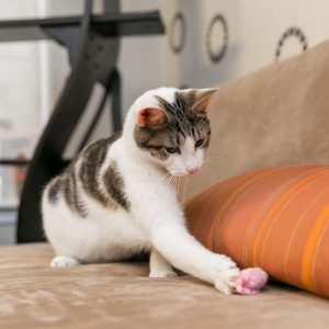 Indoor cat playing