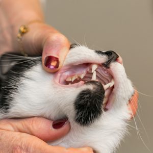 cat teeth exam