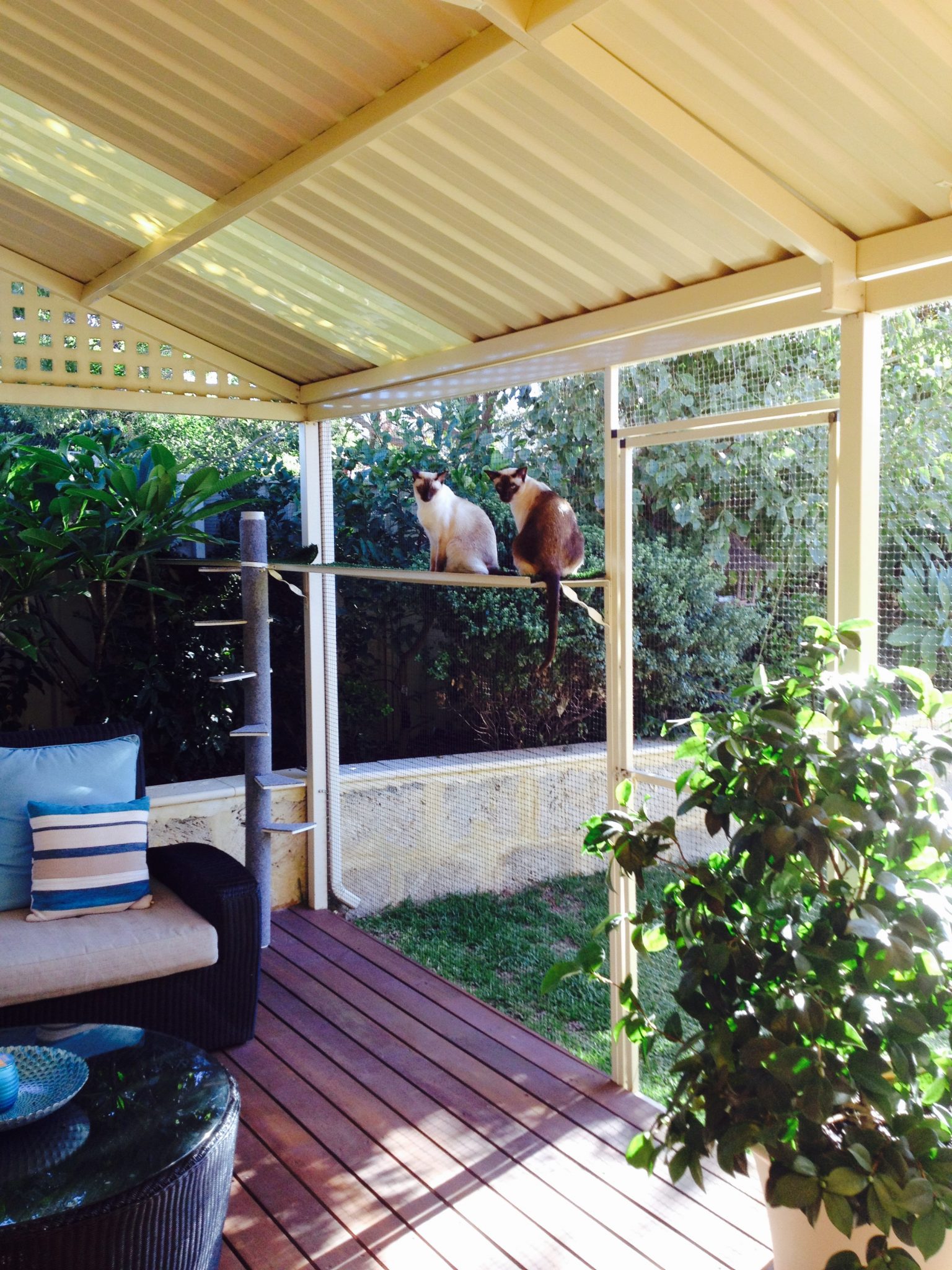 Outdoor cats